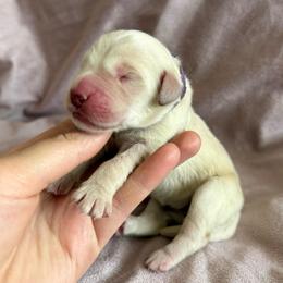 Skye - Light golden female Golden Retriever puppy in Oregon from Bliss Retrievers