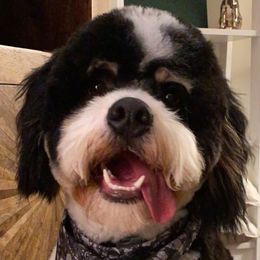King - Bernedoodle