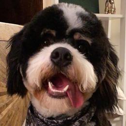King - Bernedoodle