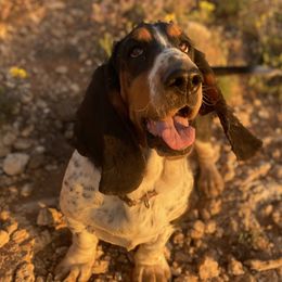 River - Basset Hound