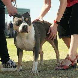 Calypso - American Bully