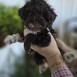 Buzz - Phantom male Bernedoodle puppy in Decatur, Tennessee from Diamond's Doodles