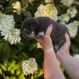 Cadbury - Tricolors male French Bulldog puppy in New Hampton, New Hampshire from Kismet French Bulldogs