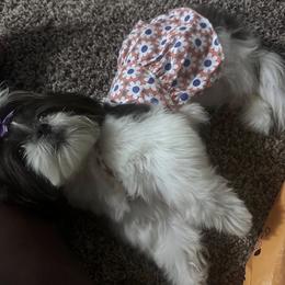 Shih Tzu Puppies from Adams Pawsitive Pawfection