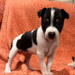 Maple - White black and tan female Rat Terrier puppy in Manton, California from Tehama Terriers