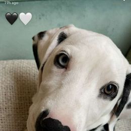 Dalmatian Puppies from Sublime Dalmatians