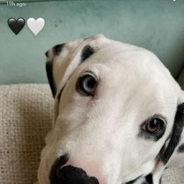 Dalmatian Puppies from Sublime Dalmatians