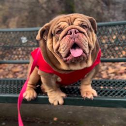 Temptation - Chocolate tri-color male Bulldog puppy in Bonney Lake, Washington from Sitka spruce bulldogs