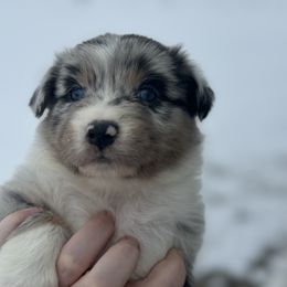 Betty Lou - Blue merle female Australian Shepherd puppy in Laotto, Indiana from Circle B working Aussies