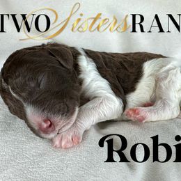 Robin - male Newfypoo puppy in Jackson, Missouri from Two Sisters Ranch, LLC