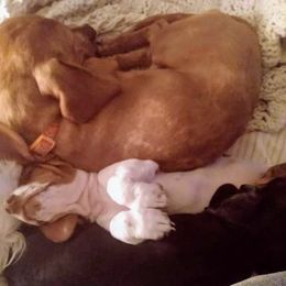 Grover - Dachshund