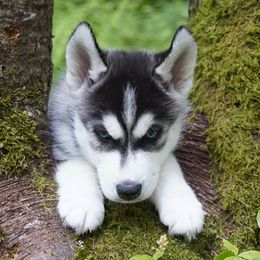 Finn - Black and white male Siberian Husky puppy in Wiscasset, Maine from Running with Huskies