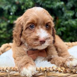 Black - Red male Australian Labradoodle puppy in Auburn, Washington from West Valley Labradoodles