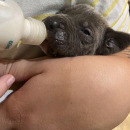 Cane Corso Puppies from Ruby Mountain Royalty