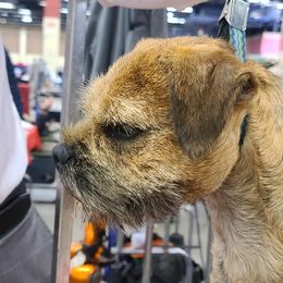 Border Terrier All Grown Up from Hardtack