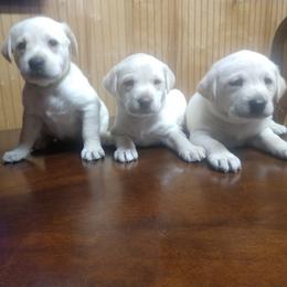 Labrador Retriever Puppies from Buffalo Valley Breeders