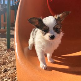 Chase - White and sable male Papillon puppy in Powell, Wyoming from Heart Mountain Kennels