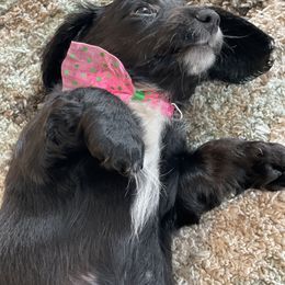 Dachshund Puppies from Meyerhaus (Weenie-Corn Ranch)