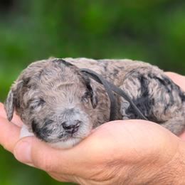 (Black Collar)  Glacier - Merle male Goldendoodle puppy in Granite Falls, North Carolina from Carolina Goldendoodles