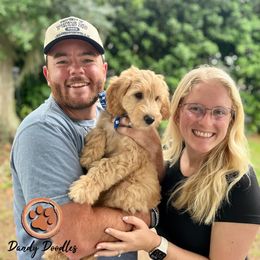Goldendoodle Puppies from Dandy Doodles