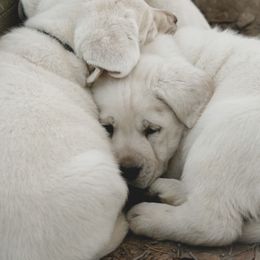 Labrador Retriever Puppies from Polar Bear Farms