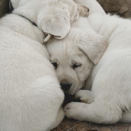 Labrador Retriever Puppies from Polar Bear Farms