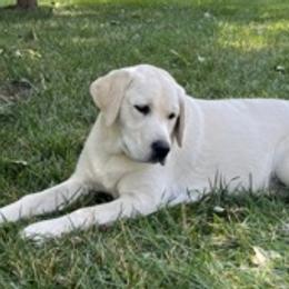 Labrador Retrievers from Agape Acres Homestead English Labrador Retrievers