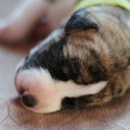 Bobble - White and fawn brindle male Whippet puppy in Robesonia, Pennsylvania from Rogue Mountain Manor