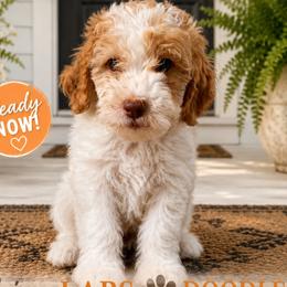 1100.00 Biscuit: Orange Collar - Parti male Goldendoodle puppy in Raceland, Louisiana from Cajun Doodles