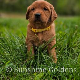 Dandy - Dark golden female Golden Retriever puppy in Brookston, Indiana from Sunshine Goldens