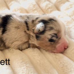 Everett - Blue merle male Miniature Australian Shepherd puppy in Dillwyn, Virginia from Sand Creek Toy and Mini aussies