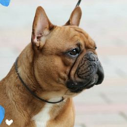 French Bulldog All Grown Up from Dana Riotte's French Bulldogs