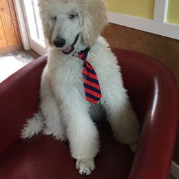 Poodles from Karesque Standard Poodles