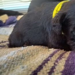 💛 Yellow Collar Male 💛 - Black Miniature Schnauzer puppy in Templeton, California from Zion Miniature Schnauzers
