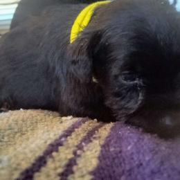 💛 Yellow Collar Male 💛 - Black Miniature Schnauzer puppy in Templeton, California from Zion Miniature Schnauzers