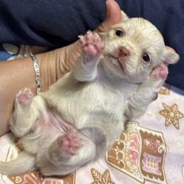 Cupid - Cream male Chihuahua puppy in Hampton, Virginia from Chilove Chihuahuas