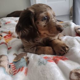 Dachshund Puppies from Dachshundly Perfect