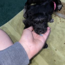Miniature Schnauzer Puppies from Mini Schnauzers for Life
