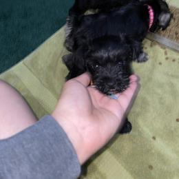 Miniature Schnauzer Puppies from Mini Schnauzers for Life