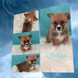Storm - Red female Pembroke Welsh Corgi puppy in Kiowa, Colorado from Cool Water Corgis LLC