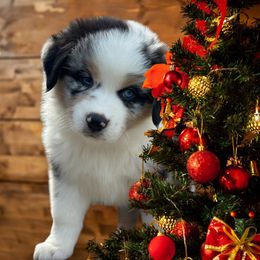 Baron - Blue merle male Miniature Australian Shepherd puppy in Luling, Texas from Little Wood Toy and Mini Aussies