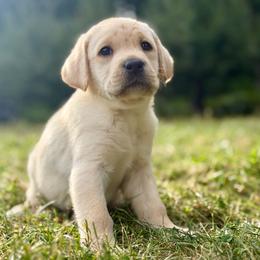 Warn - Yellow male Labrador Retriever puppy in Sweet Home, Oregon from Snowpeak English Labradors