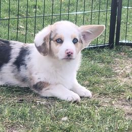 Ghost - American Corgi