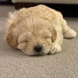 Harbor - Liver and white female Shihpoo puppy in Williamsville, New York from Nell’s Doodle & Dolls