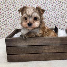 Honey - Gold male Morkie puppy in Monticello, Iowa from Ashley’s Puppies