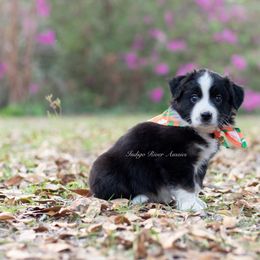 Thoth - Orange Collar - Black tri Miniature Australian Shepherd puppy in Lacombe, Louisiana from Indigo River Toy & Mini Aussies
