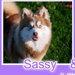 Sassy - Pomsky