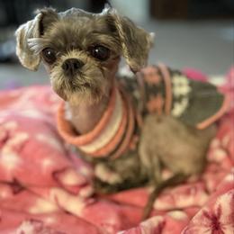 Sky - Silver female Shih Tzu puppy in Stafford, Virginia from Bayview Pups