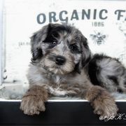 Bordoodle Puppies from 2J 2K Bordoodles