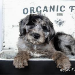 Bordoodle Puppies from 2J 2K Bordoodles